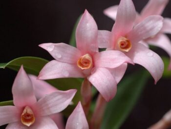 Maxilaria Scarlariformis