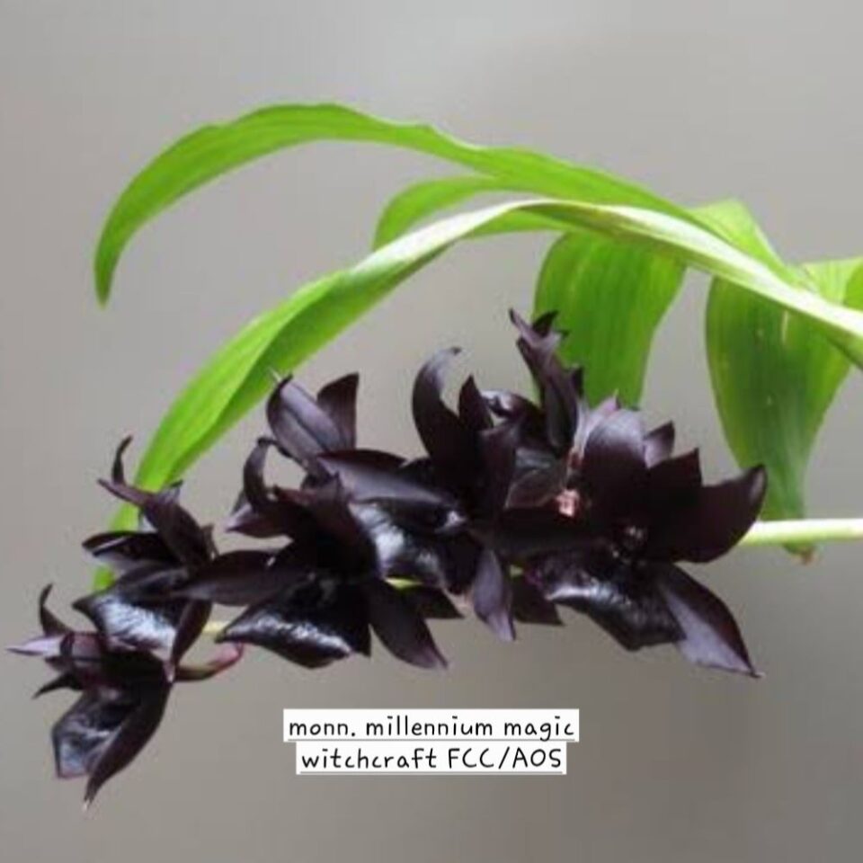 Monnierara millennium magic witchcraft FCC/AOS