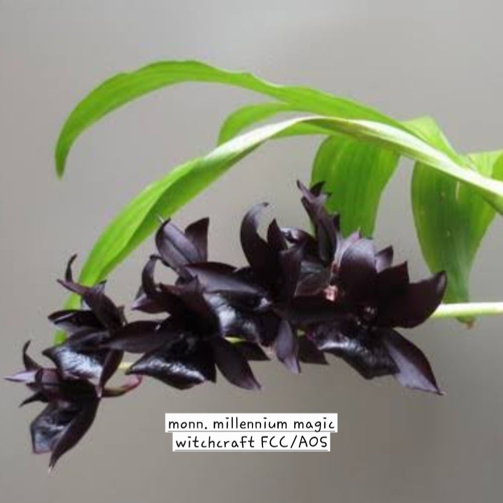 Monnierara millennium magic witchcraft FCC/AOS