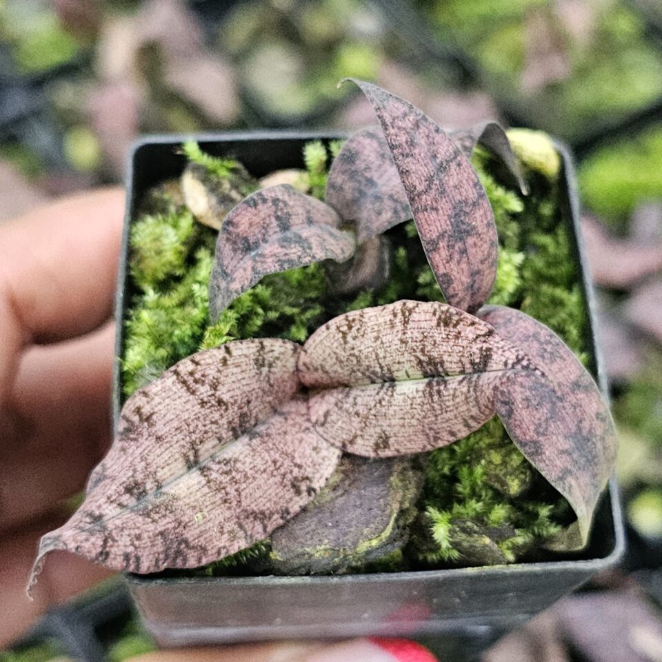 Oeceoclades roseovariegata - Image 2