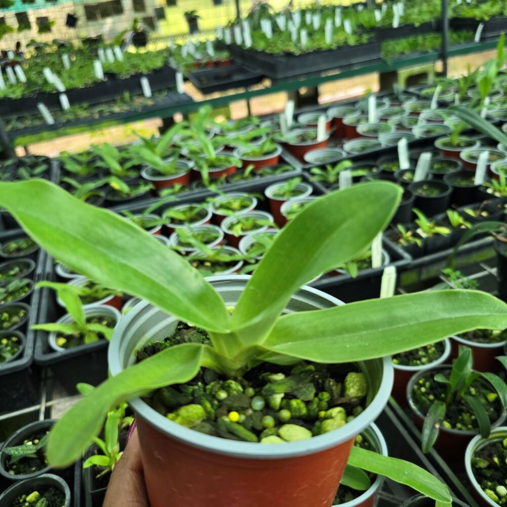 Paphiopedilum Angel Hair - Image 2