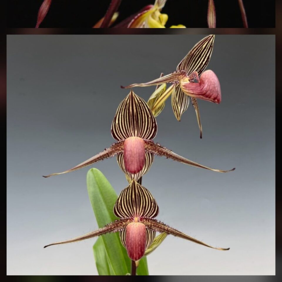 Paph. philippinense "mercury" x paph. Rothchildianum