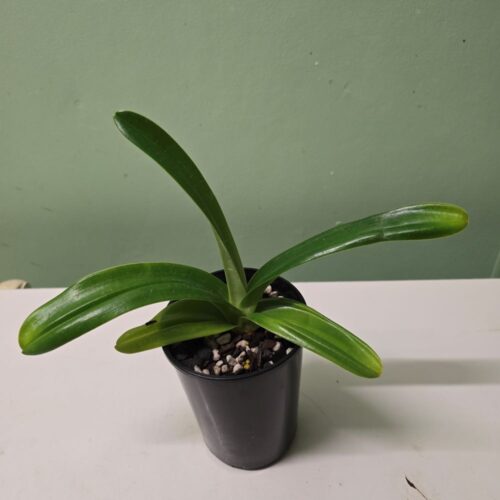 Paph. philippinense 