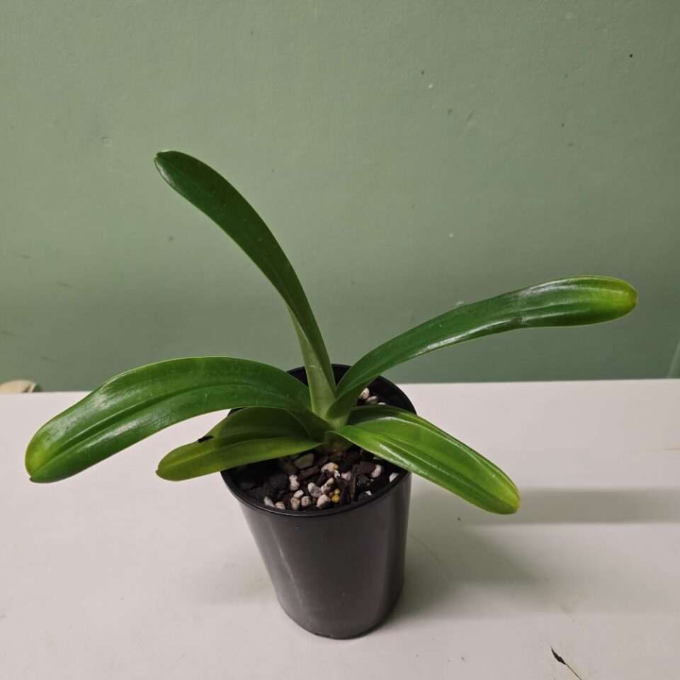 Paph. philippinense "mercury" x paph. Rothchildianum - Image 2