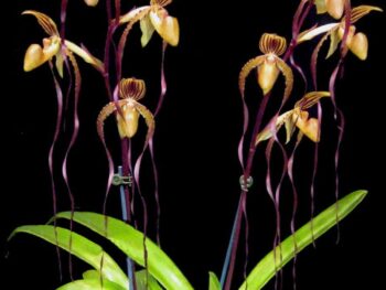 Paphiopedilum Angel Hair