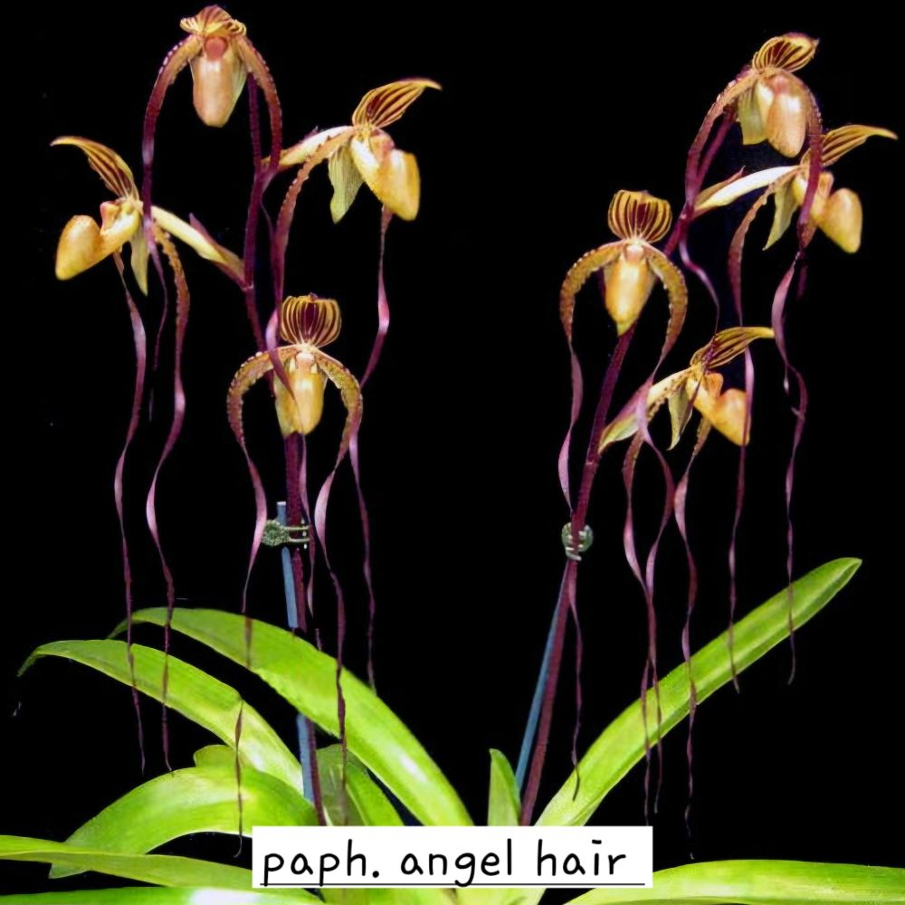 Paphiopedilum Angel Hair