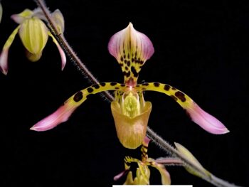 Paphiopedilum Haynaldianum