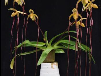 Paphiopedilum Michael koopowitz