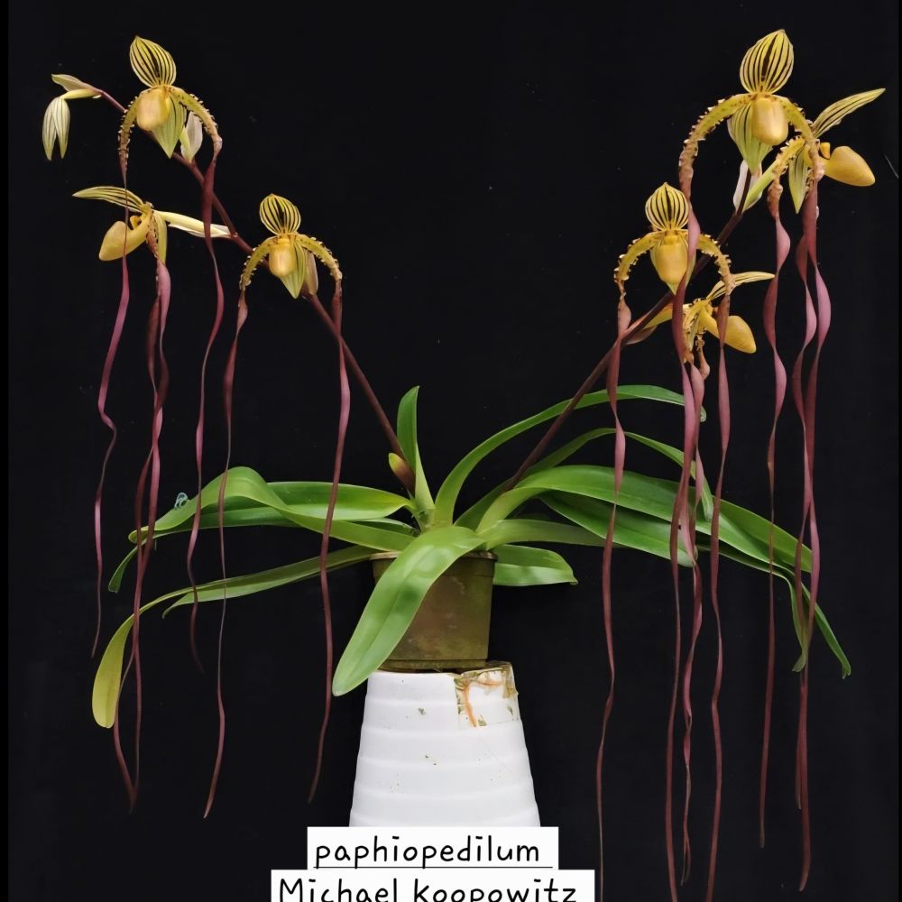 Paphiopedilum Michael koopowitz