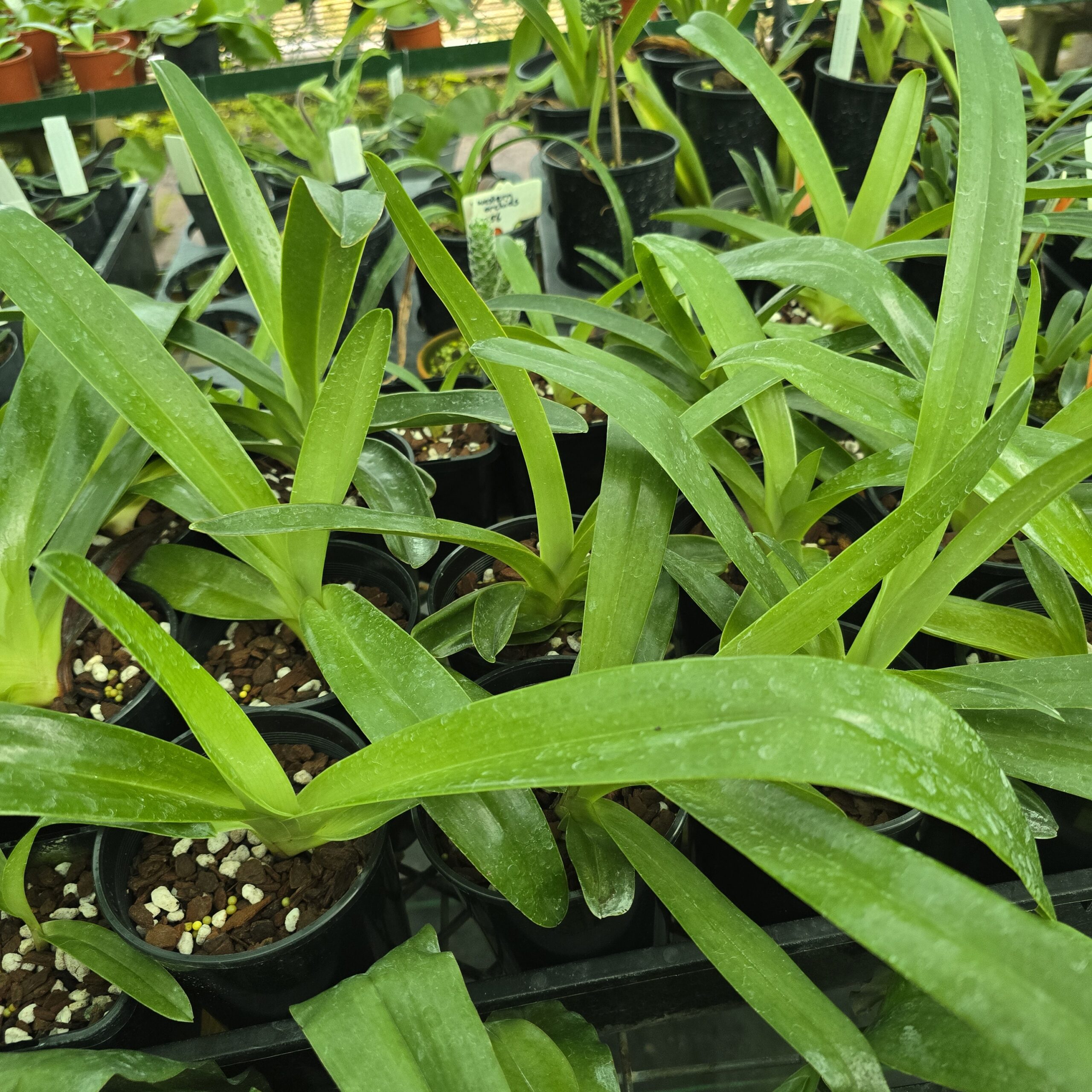 Paphiopedilum Michael koopowitz - Image 2