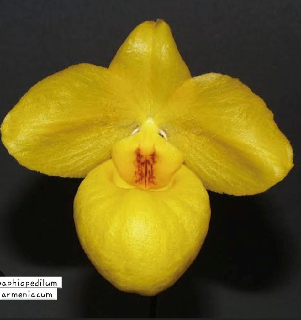 Paphiopedilum armeniacum