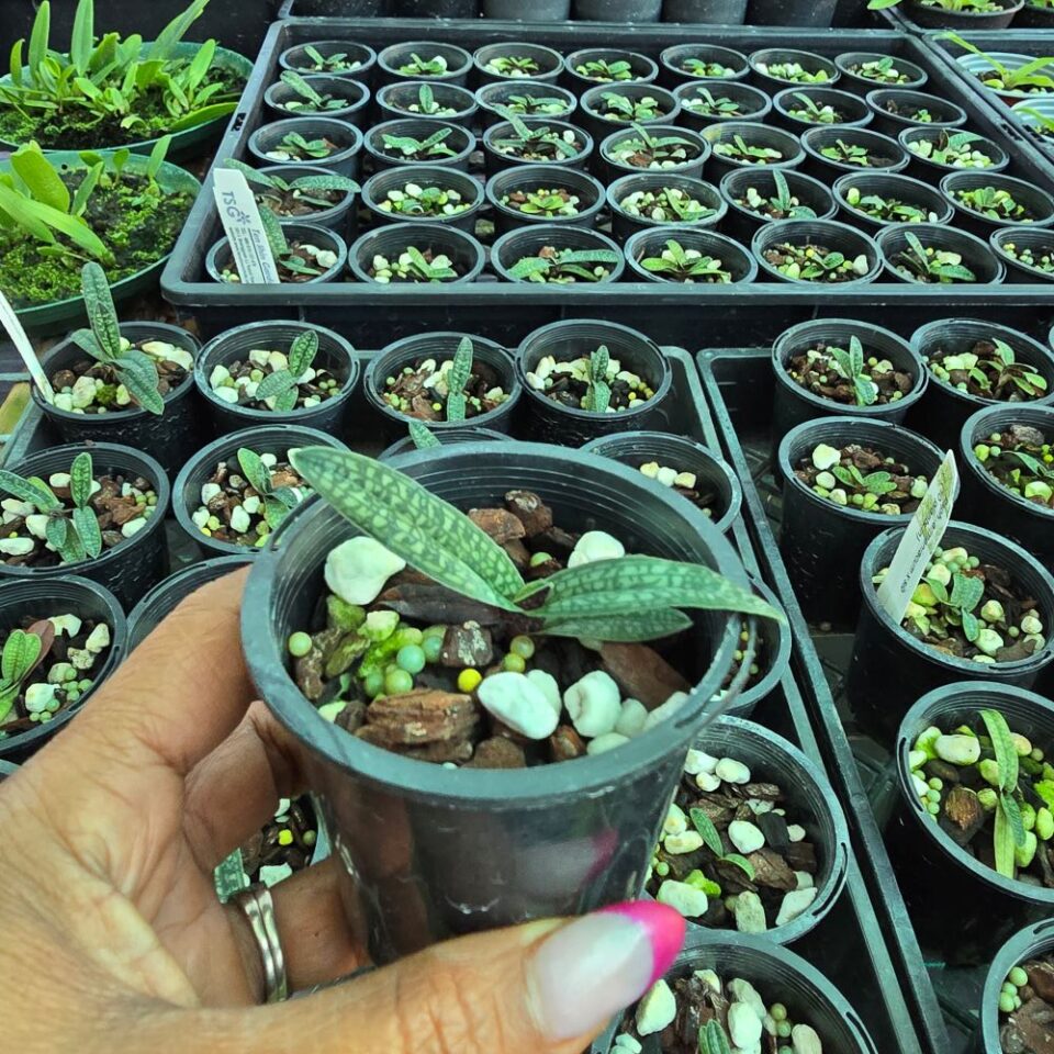 Paphiopedilum armeniacum - Image 2