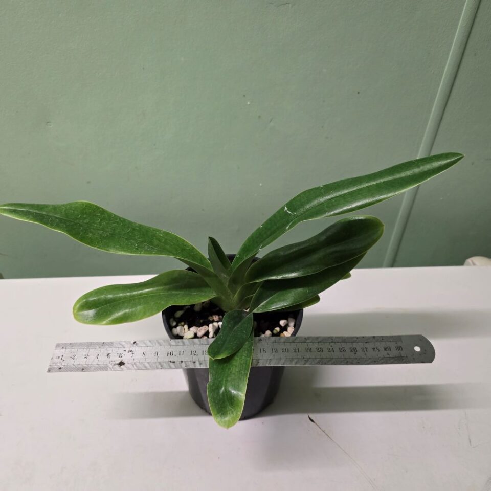 Paphiopedilum gigantifolium x curtisii - Image 2