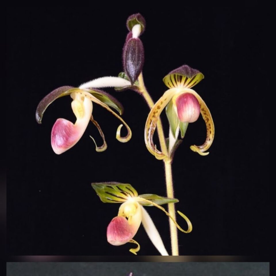 Paphiopedilum gigantifolium x curtisii