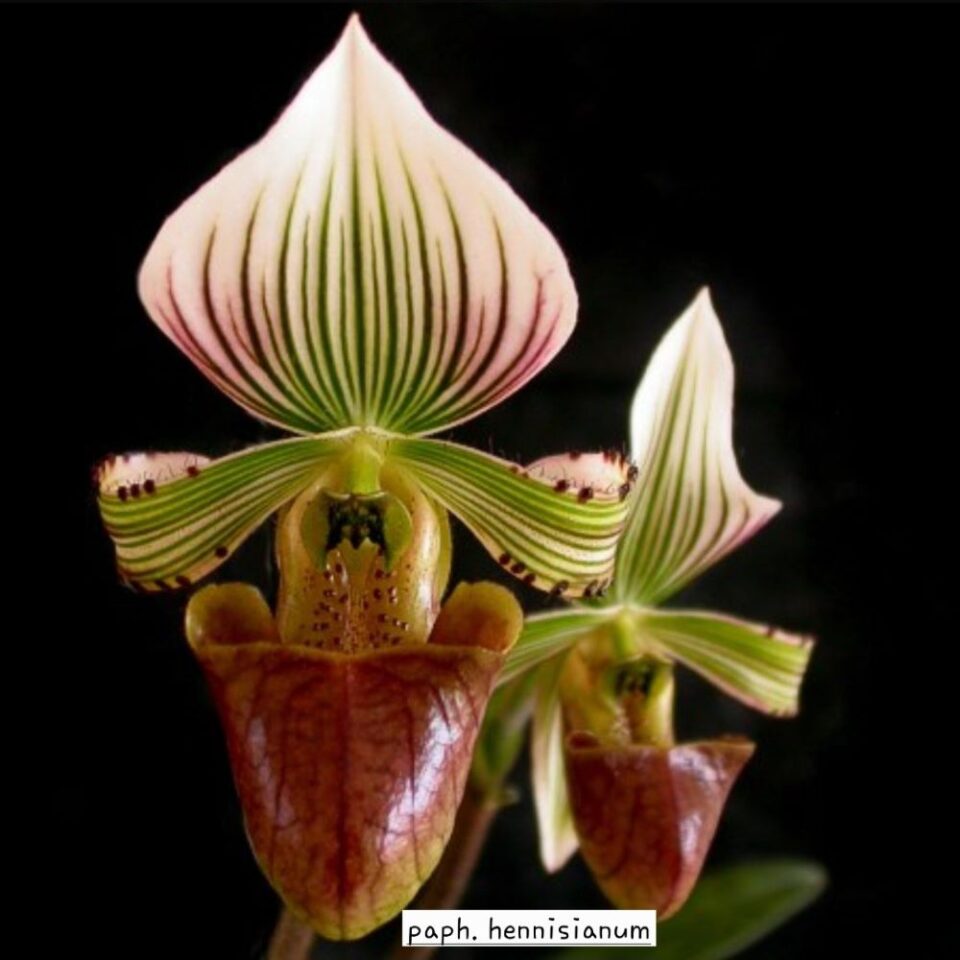 Paphiopedilum hennisianum