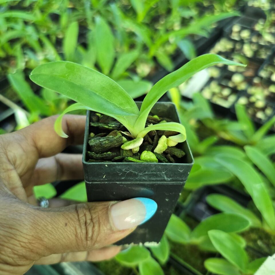 Paphiopedilum hennisianum - Image 2