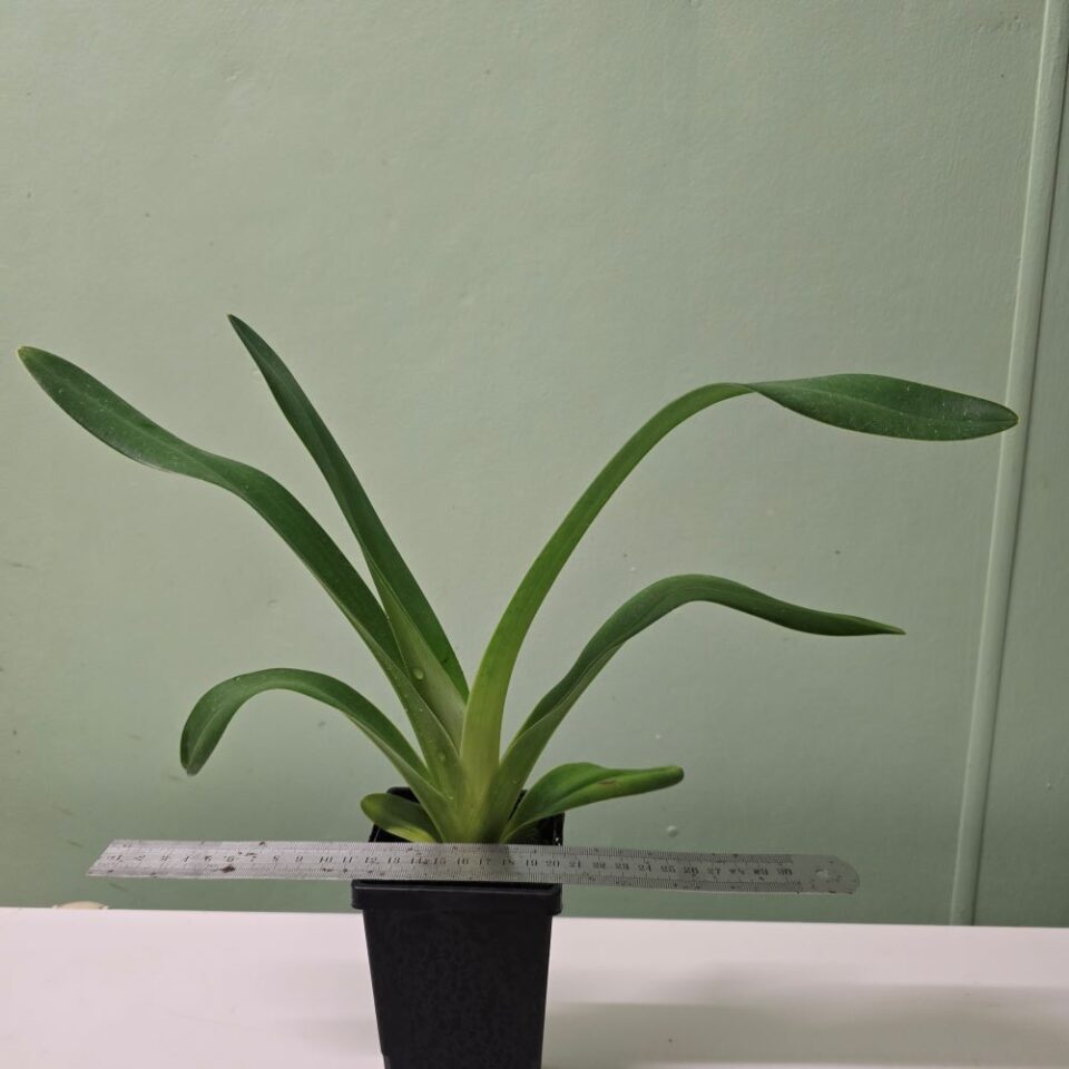 Paphiopedilum lowii - Image 2