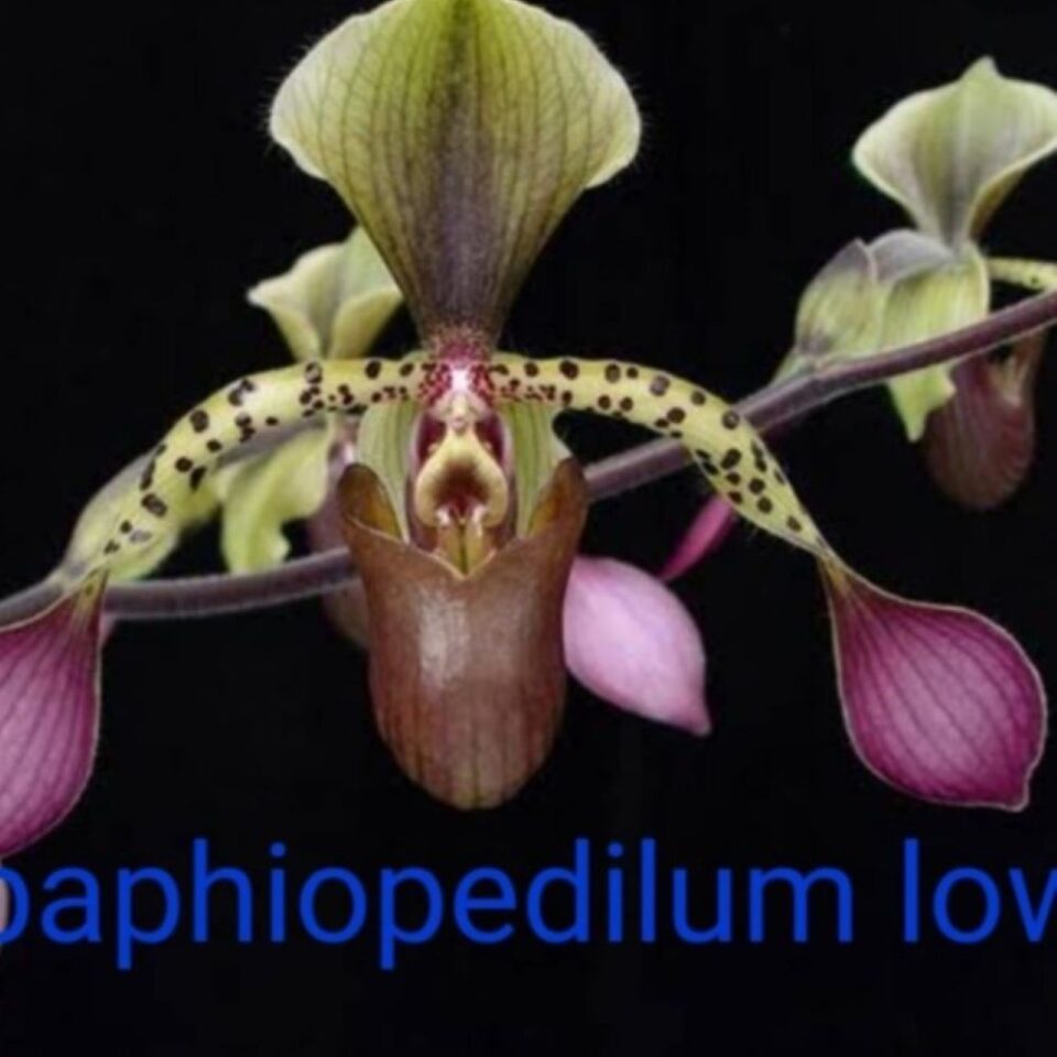 Paphiopedilum lowii
