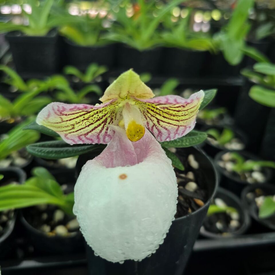 Paphiopedilum micrathum var eburneum