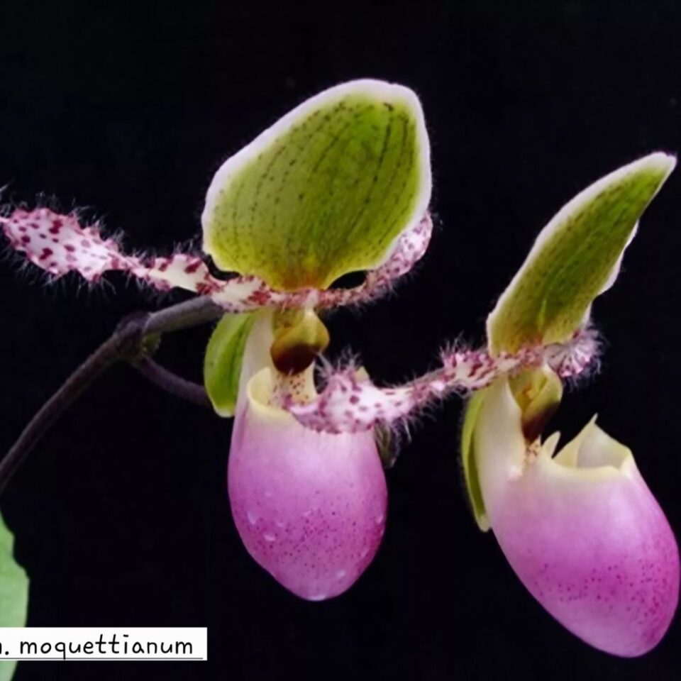 Paphiopedilum moquettianum