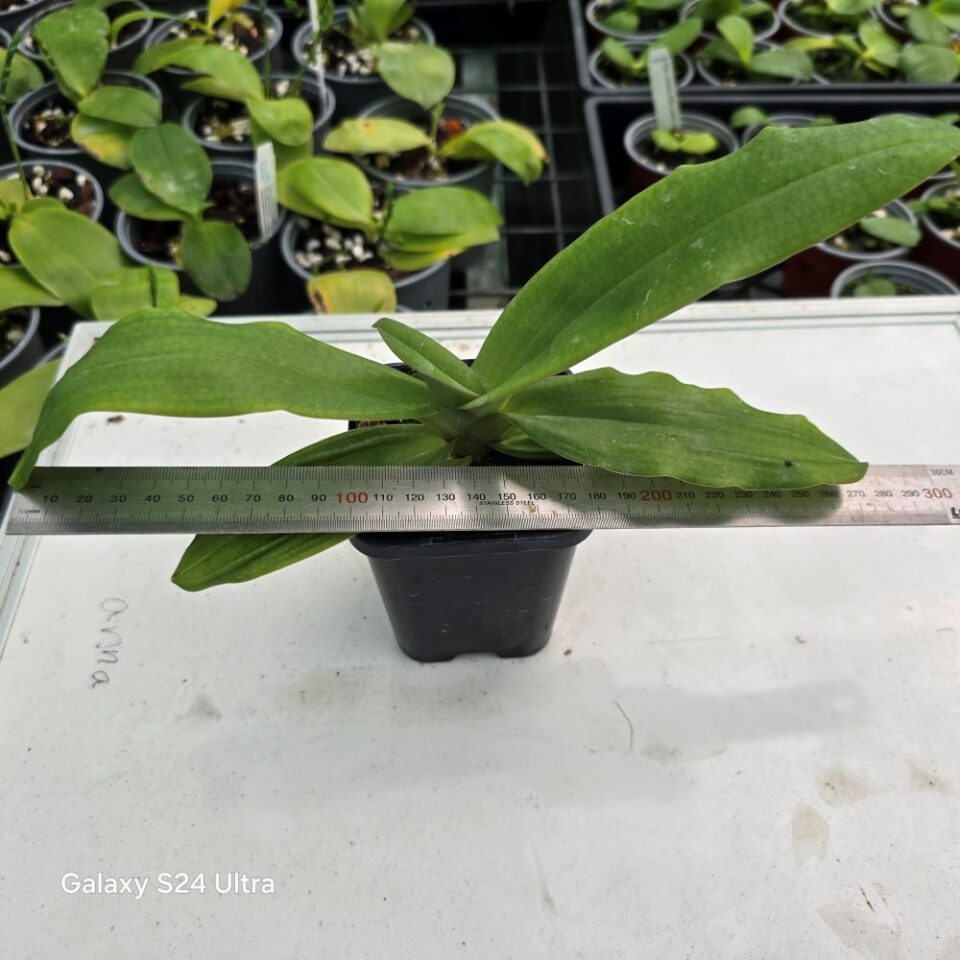 Paphiopedilum moquettianum - Image 2