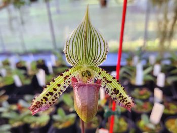 Paphiopedilums Orchids