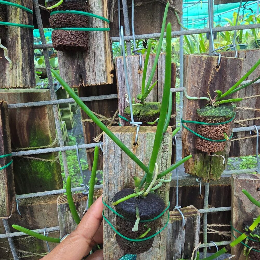 Papilionathe teres - Image 2