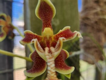 Paraphalaenopsis orchids