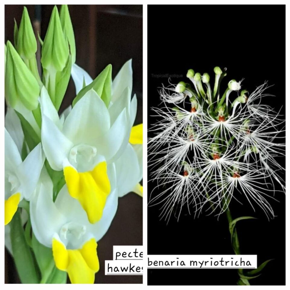 Pecteilis hawkesiana x habenaria myriotricha