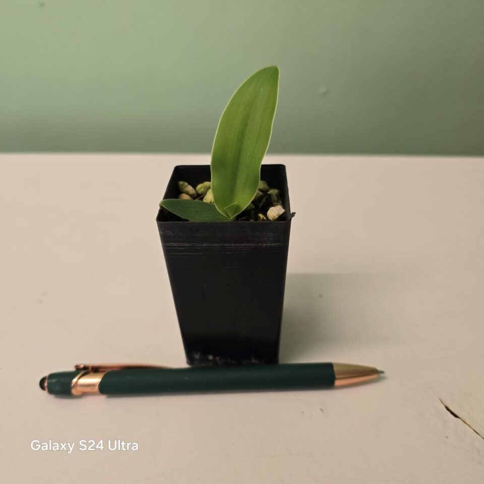 Pecteilis hawkesiana x habenaria myriotricha - Image 2