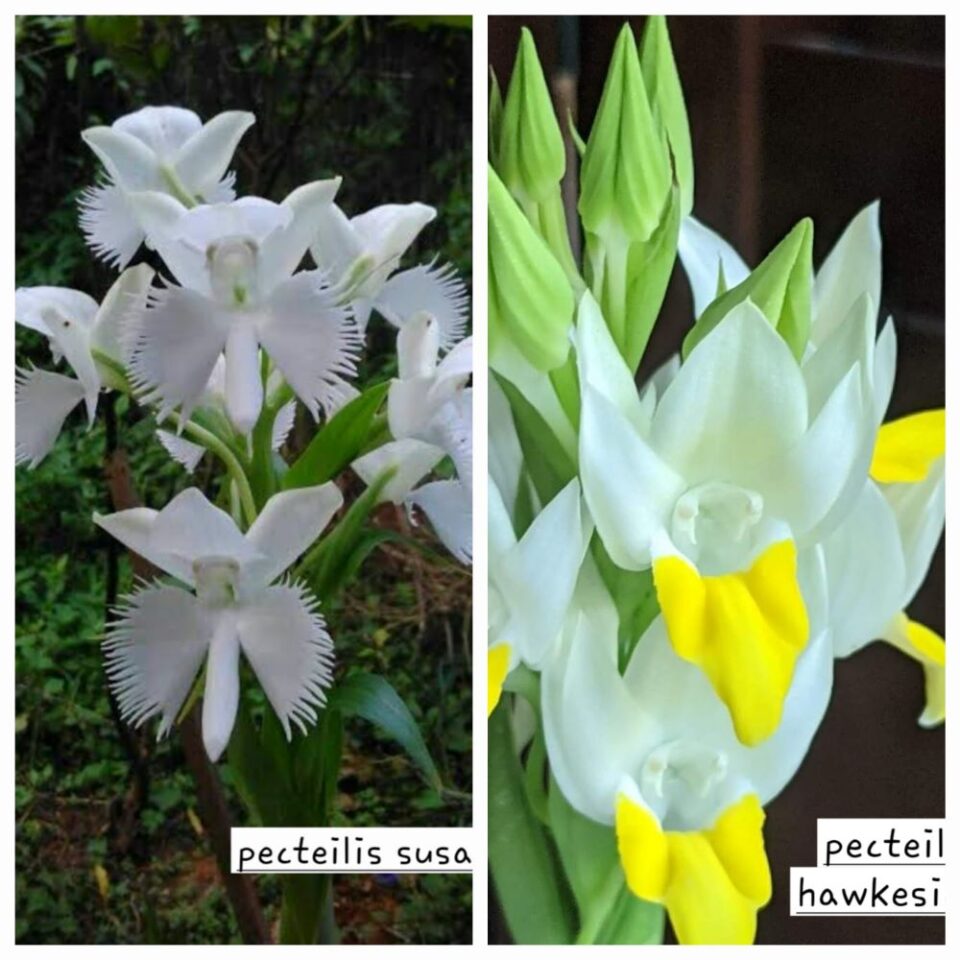 Pecteilis (susannae x hawkesiana)
