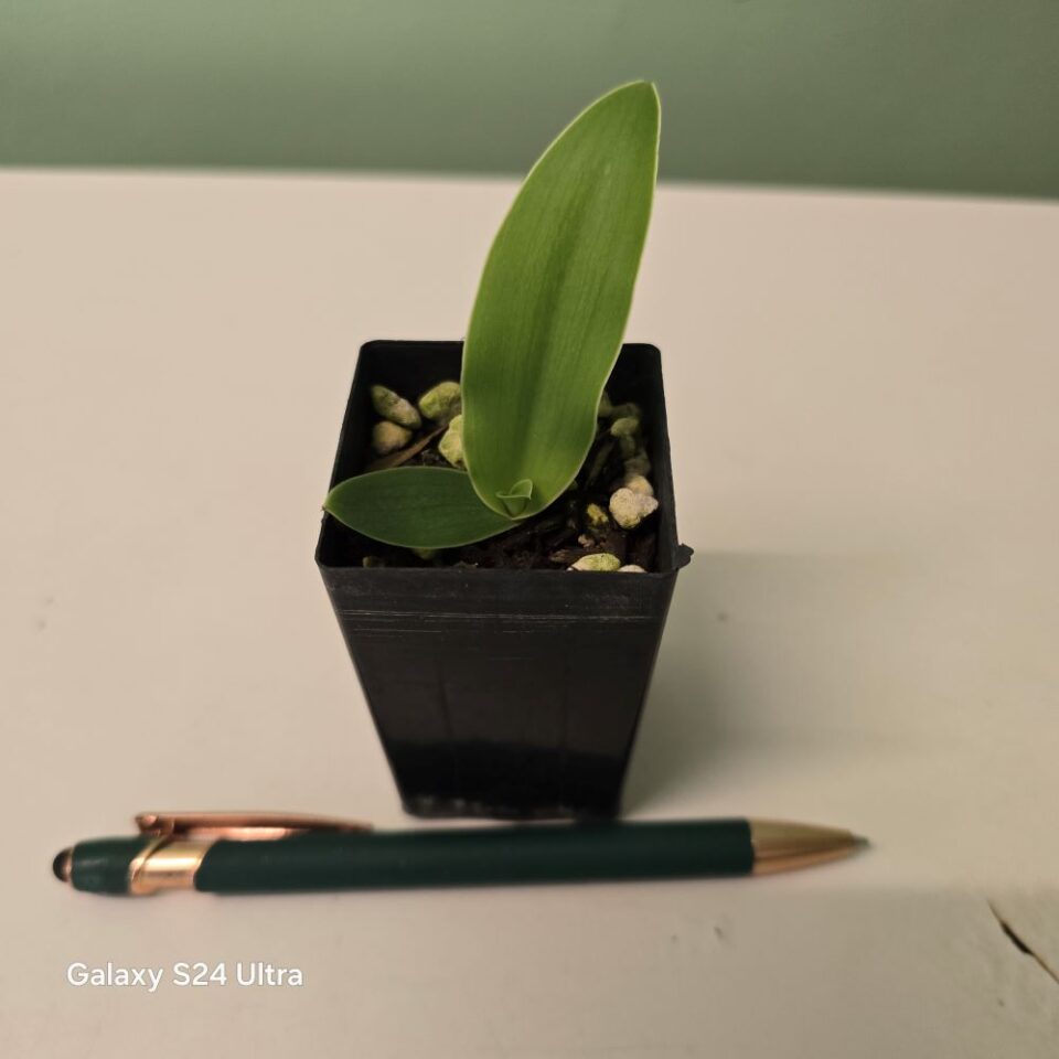 Pecteilis (susannae x hawkesiana) - Image 2
