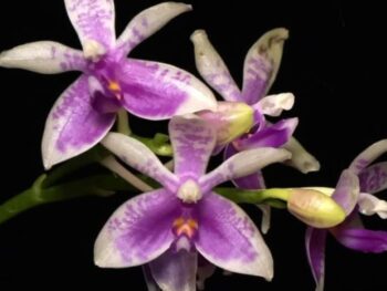 Phalaenopsis Modesta