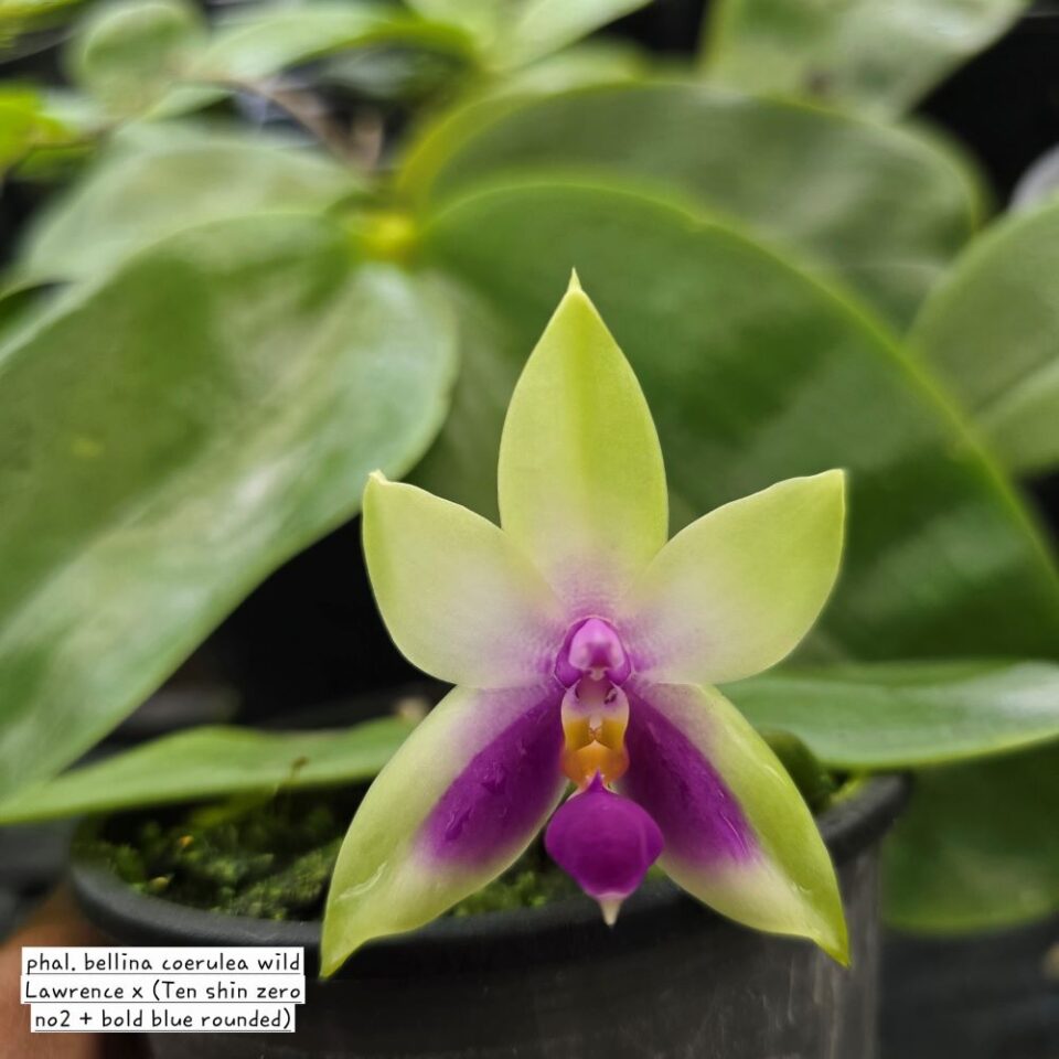 Phal. Bellina coerulea wild Lawrence x ( Tenshin zero no2 + bold blue rounded)