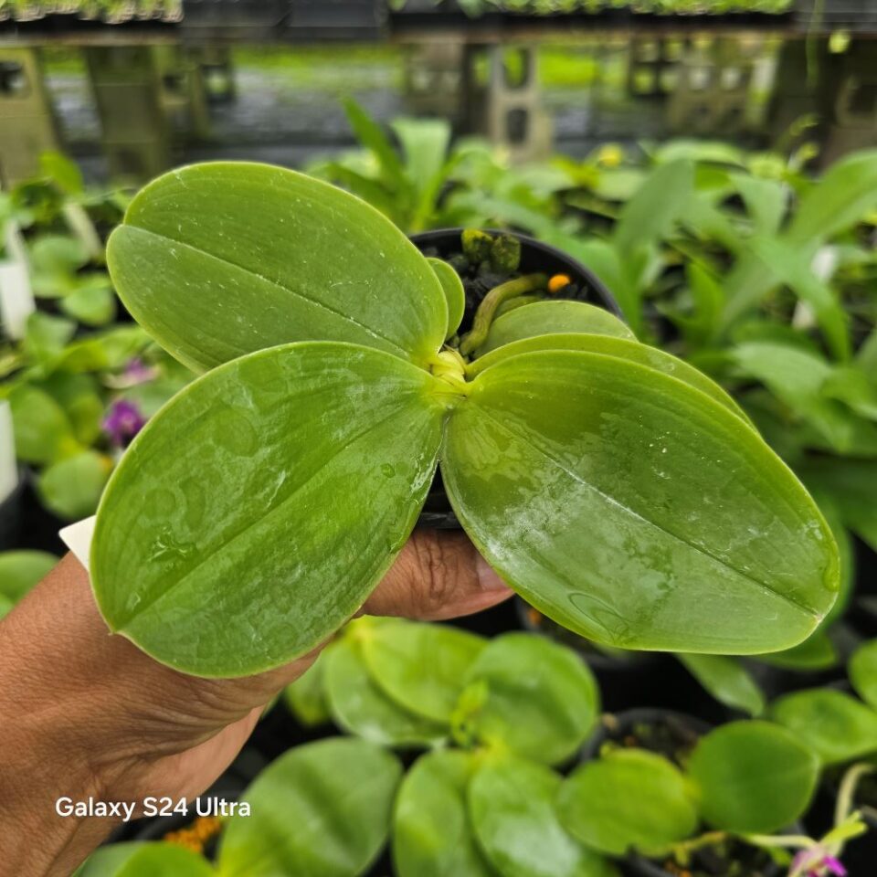 Phal. Bellina "sanggau green 1" x "bowringiana + fire shape jiaho " - Image 2