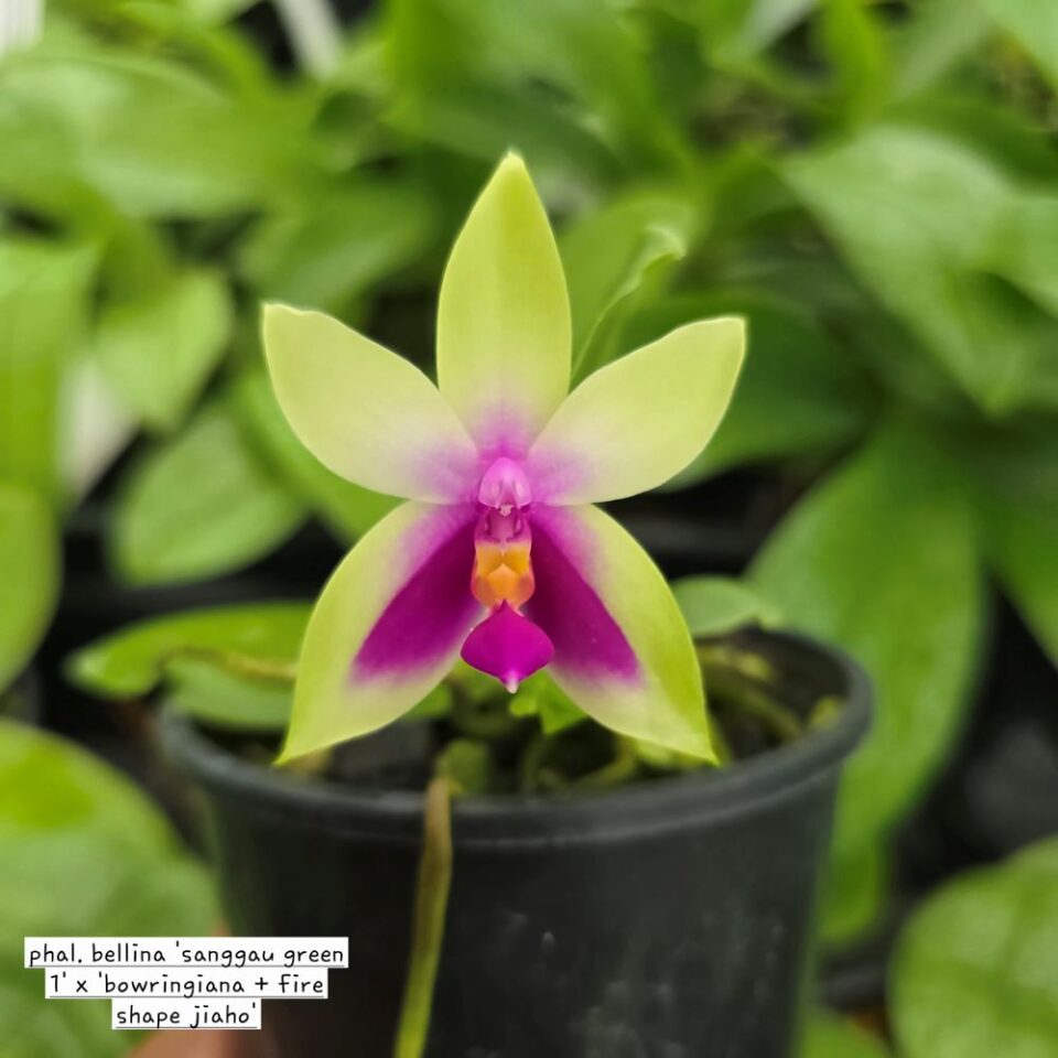 Phal. Bellina "sanggau green 1" x "bowringiana + fire shape jiaho "
