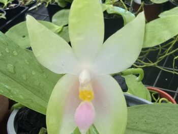 Phalaenopsis bellina 'fire shape' alba x sib