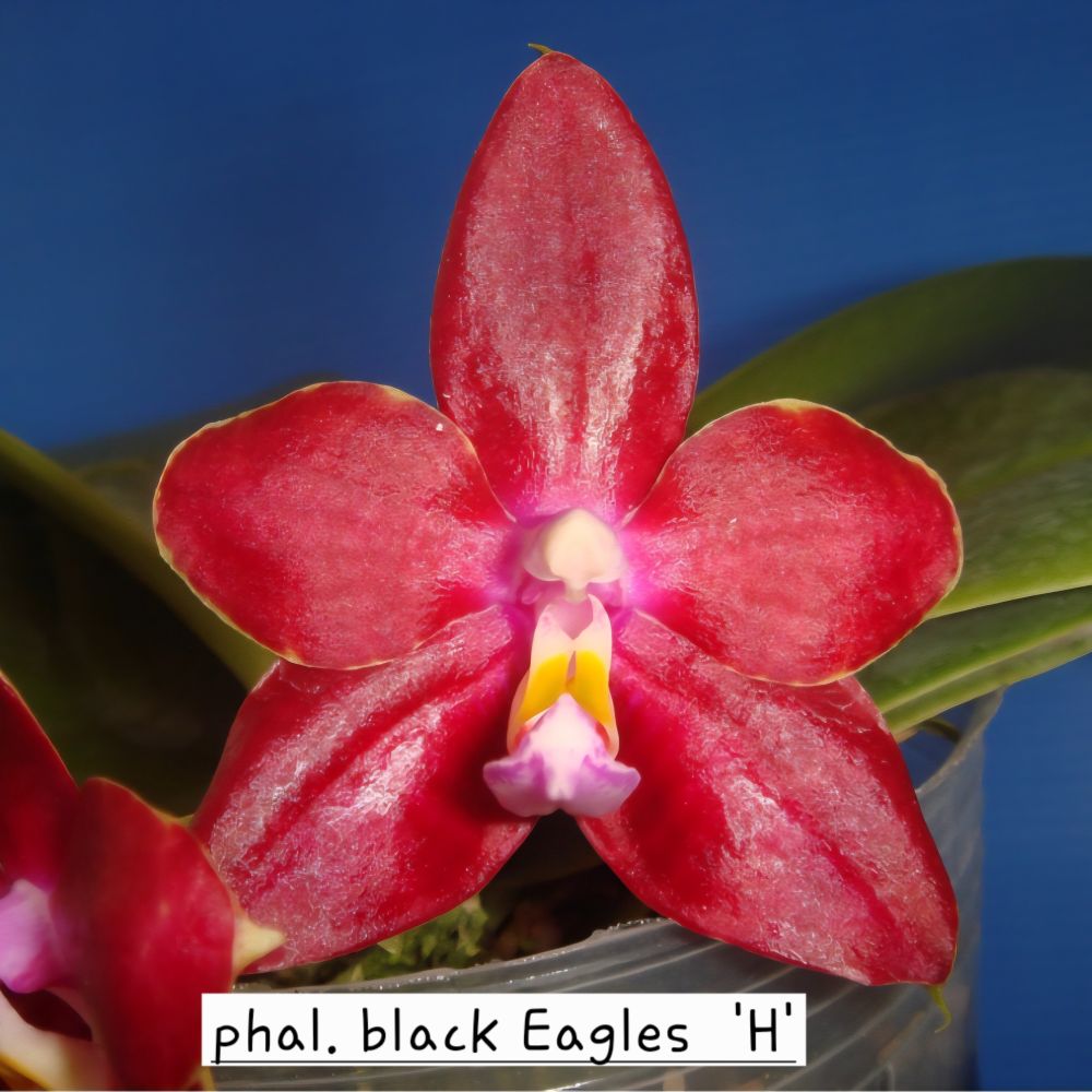 Phalaenopsis Ks Blue Ludde x (zheng min Hazel Yin #1 x Black eagle 'H') - Image 3