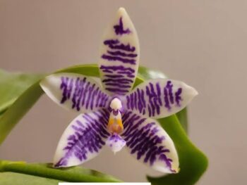 Phalaenopsis Ks Blue Ludde x (zheng min Hazel Yin #1 x Black eagle 'H')
