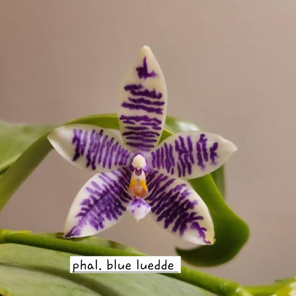 Phalaenopsis Ks Blue Ludde x (zheng min Hazel Yin #1 x Black eagle 'H')
