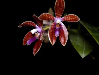 Phalaenopsis coringiana x tetraspis f. coffee