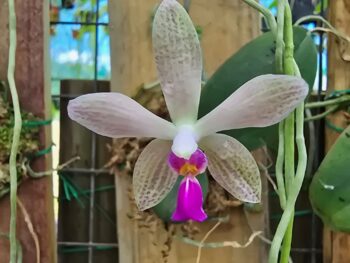 Phalaenopsis Wilsonii x Doweryensis
