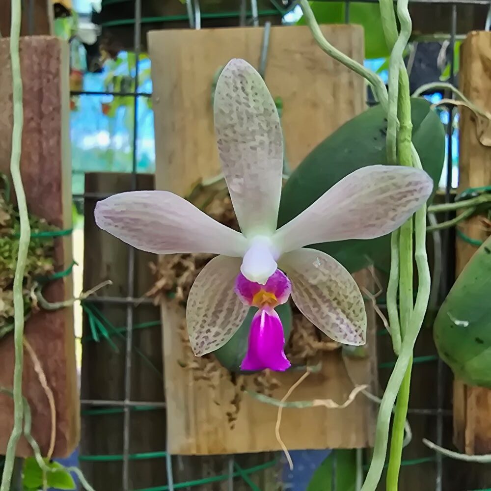 Phalaenopsis Wilsonii x Doweryensis
