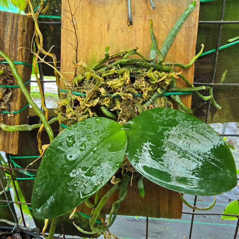 Phalaenopsis Wilsonii x Doweryensis - Image 2