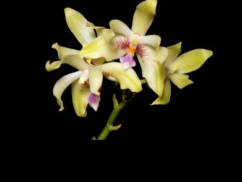Phalaenopsis Fimbriata