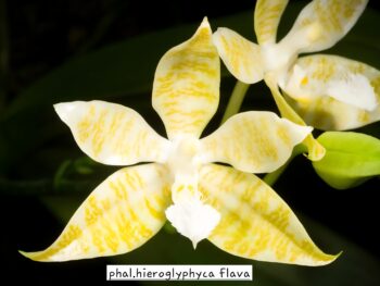 Phalaenopsis hieroglyphica flava x sib