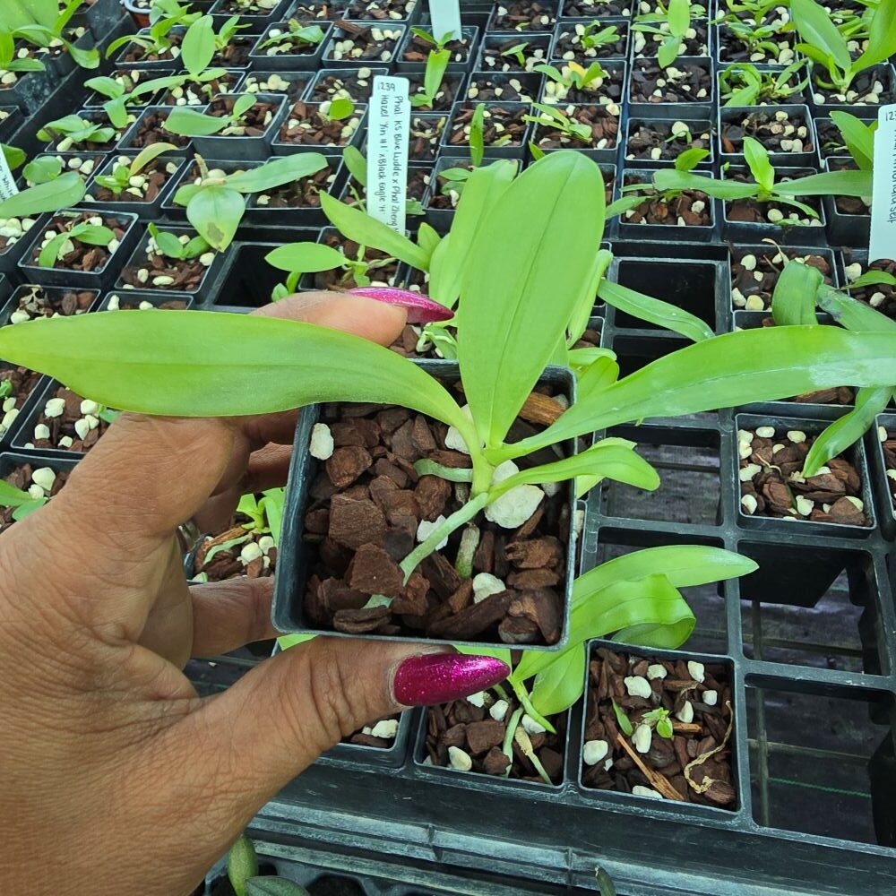 Phalaenopsis Ks Blue Ludde x (zheng min Hazel Yin #1 x Black eagle 'H') - Image 4