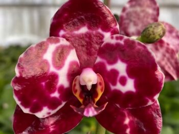 Phalaenopsis Mituo  Sunrise Mituo #3 x (Golden Peoker x Yungho Gelb Canary)