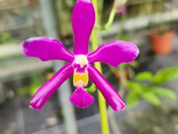 Phalaenopsis Pulchra