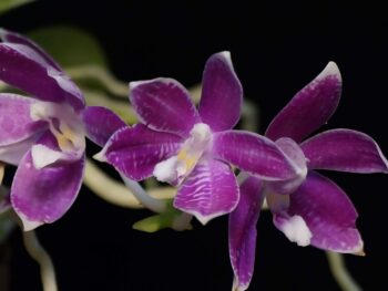 Phalaenopsis Speciosa 'miki purple x Self